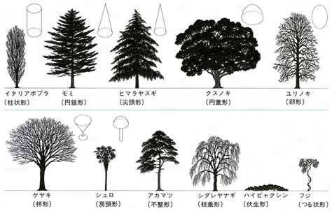 木 形|樹種の特徴・特性（樹木の写真） 